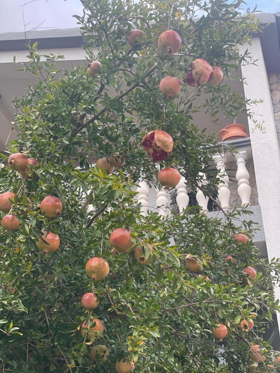 Apartman suzana sindija Bibinje Dış mekan fotoğraf